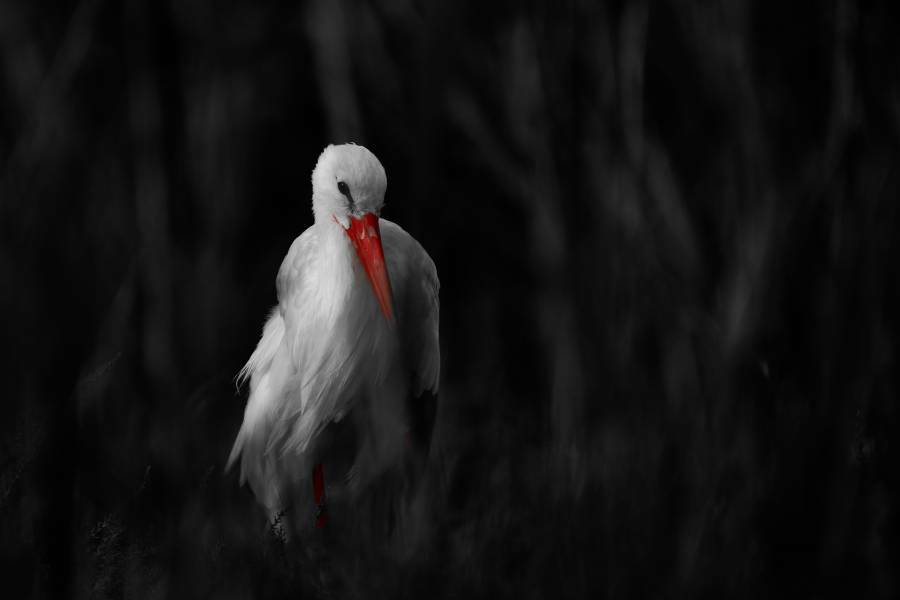 Her Majesty the Stork, Camargue